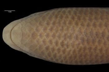 Media type: image;   Herpetology R-54258 Aspect: head ventral